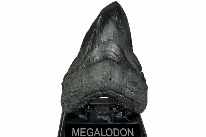 Fossil Megalodon Tooth - Foot Mega Shark! #223927